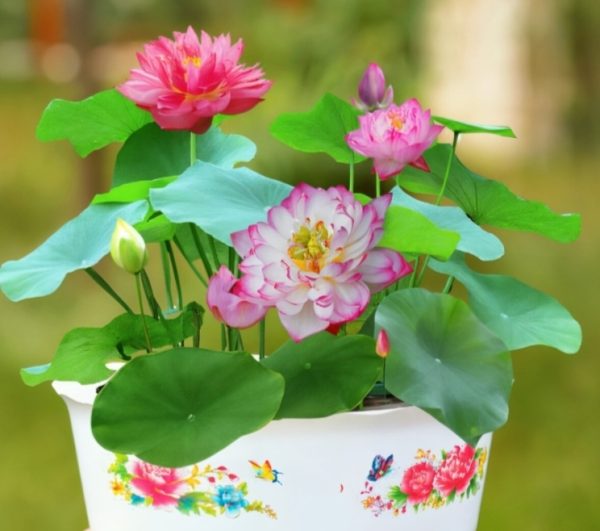 পদ্ম ফুলের বীজ পবিত্র সৌন্দর্যের প্রতীক