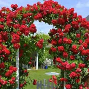 🌹 —ক্লাইম্বিং রোজ “রঙিন গোলাপ বীজ প্যাকেজ” 🌹