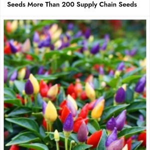 পাঁচ রঙের কালার মরিচ